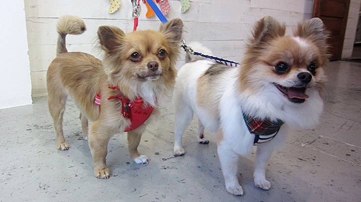 ブルちゃんとココちゃんアイキャッチ