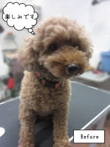 TPのてんこちゃんカット前
