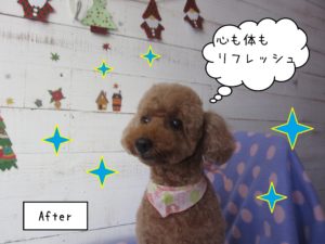 TPのてんこちゃん施術後