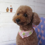 てんこちゃんアイキャッチ