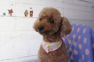 てんこちゃんアイキャッチ