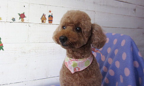 てんこちゃんアイキャッチ