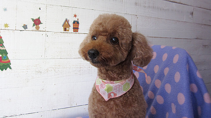 てんこちゃんアイキャッチ