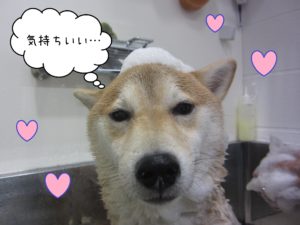 柴犬の小春ちゃんシャンプー中