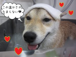 柴犬の小春ちゃんスパ中