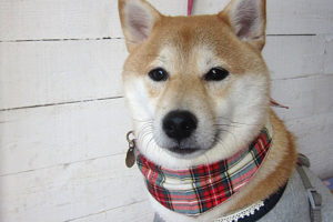 小春ちゃんアイキャッチ