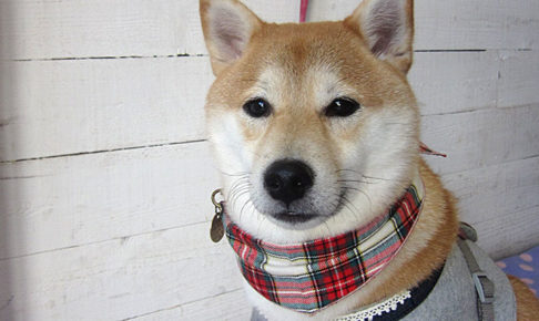 小春ちゃんアイキャッチ