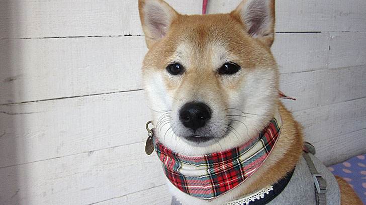 小春ちゃんアイキャッチ