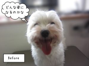 MTのエルモちゃんカット前