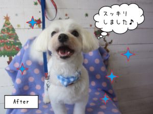 MTのエルモちゃん施術後