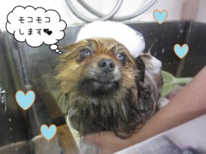 PMのポン太ちゃんシャンプー中