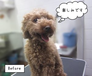 TPのゆずちゃんカット前