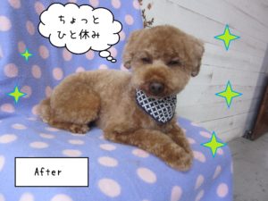 TPのゆずちゃん施術後