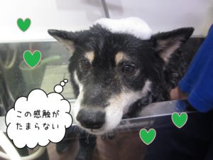 柴犬のカールちゃんシャンプー中