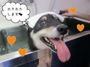 柴犬のカールちゃんスパ中