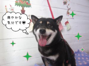 柴犬のカールちゃん施術後