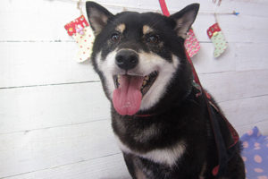 カールちゃんアイキャッチ