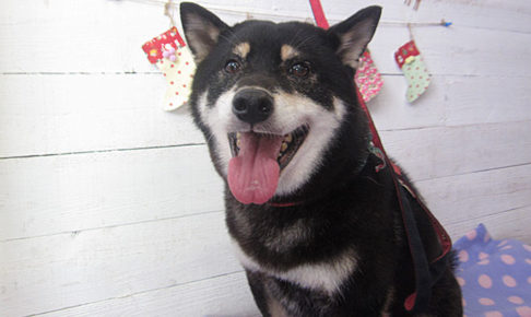 カールちゃんアイキャッチ