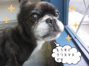 MIXのポコちゃん施術後