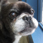 ポコちゃんアイキャッチ