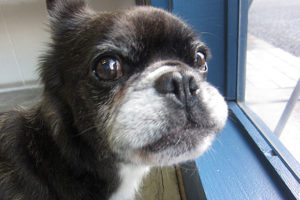 ポコちゃんアイキャッチ