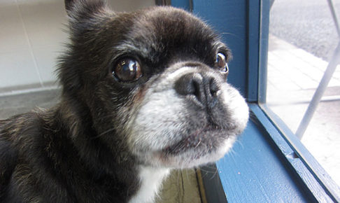 ポコちゃんアイキャッチ