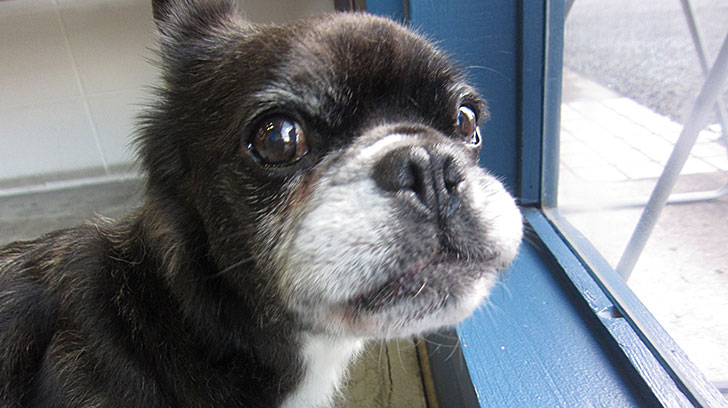 ポコちゃんアイキャッチ