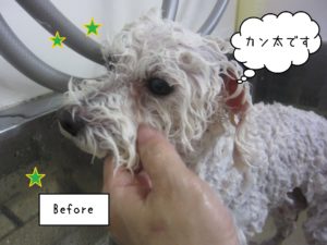 TPのカン太ちゃんシャンプー中