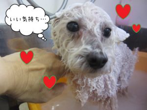 TPのカン太ちゃんスパ中