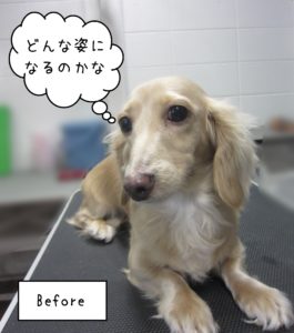 MDのゆめちゃんカット前