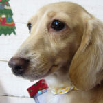 ゆめちゃんアイキャッチ