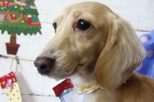 ゆめちゃんアイキャッチ