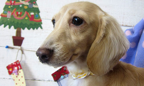 ゆめちゃんアイキャッチ