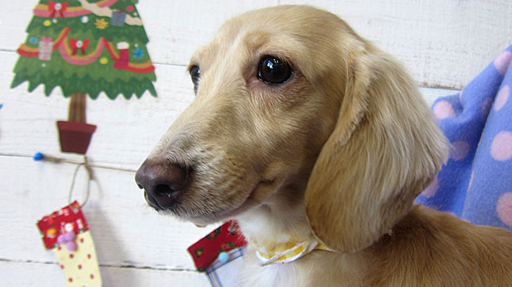 ゆめちゃんアイキャッチ