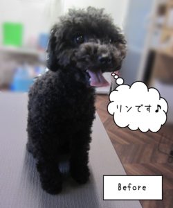 TPのリンちゃんカット前