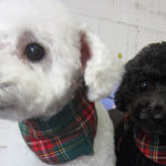 カン太ちゃんリンちゃんアイキャッチ