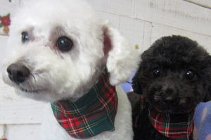 カン太ちゃんリンちゃんアイキャッチ