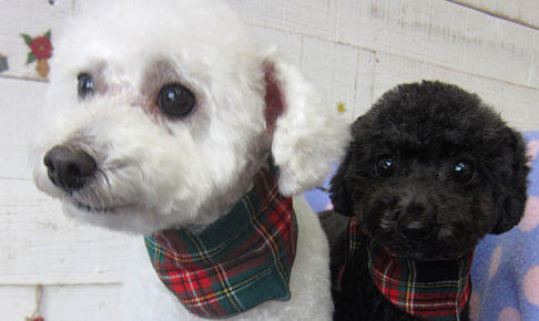 カン太ちゃんリンちゃんアイキャッチ