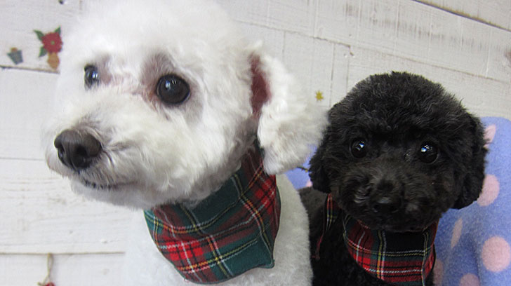 カン太ちゃんリンちゃんアイキャッチ