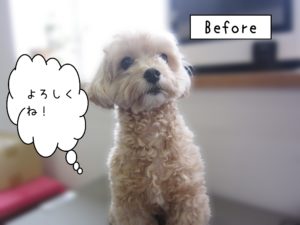 よろしくミックス