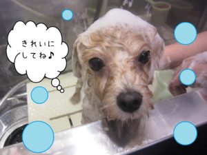 シャンプーミックス