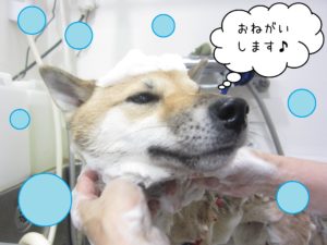 シャンプーしば