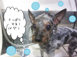 シャンプーミックス