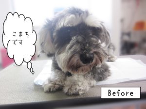 よろしくMシュナ