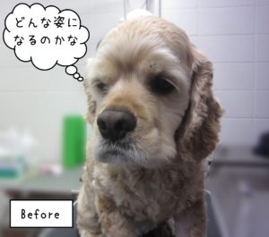 ACのジンジャーちゃんカット前