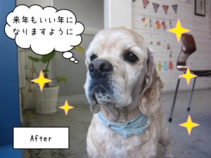 ACのジンジャーちゃん施術後