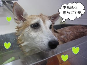 豆柴の花ちゃんシャンプー中