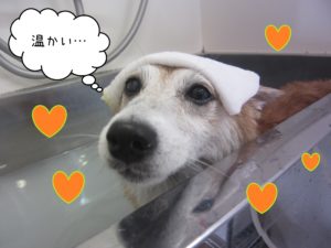 豆柴の花ちゃんスパ中