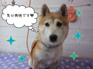 豆柴の花ちゃん施術後