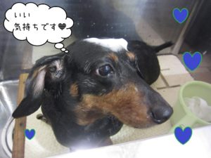 MDのチェリーちゃんシャンプー中